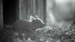 Gunda - pokazy filmu z okazji Międzynarodowego Miesiąca Dobroci dla Zwierząt